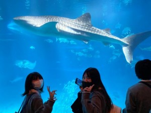 海遊館でジンベエザメ目撃