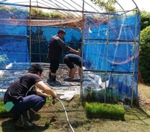 田植えの準備中